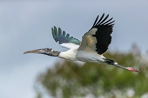 Prints of An endangered wood stork glides into it's nest within a large rookery in south Florida Images Dated 2024 November: An endangered wood stork glides into it's nest within a large rookery in south Florida