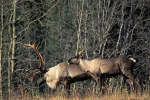 Yukon Prints: Endangered woodland caribou, Rangifer tarandus