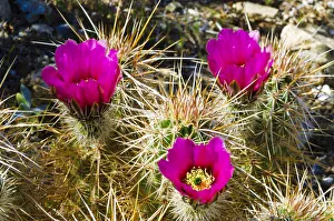 State Park Prints: Engelmann Hedgehog cactus (Echinocereus engelmannii) in bloom in Plum Canyon, Anza-Borrego