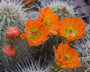 Engelmanns Hedgehog Flower, Echinorcereus engelmannii, Sonoran Desert, Desert Botanical Garden