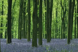 Beech Forest Prints: England, Beech forest & Bluebells (Hyacinthoides non-scripta), Wiltshire, England, UK