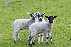 Mammals Prints: England, West Yorkshire. Landscape, hills, valleys, fields, pastures, grazing lands
