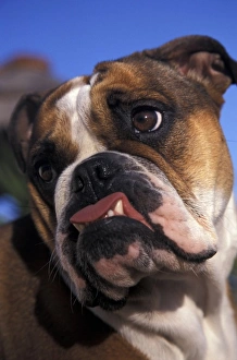 Companion Prints: English Bulldog