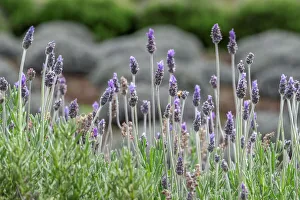 Floral And Botanical Prints: English Lavender