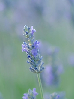 Herb Prints: English lavender, Garden, New Mexico