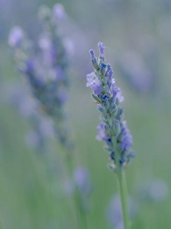 Herb Prints: English lavender, Garden, New Mexico