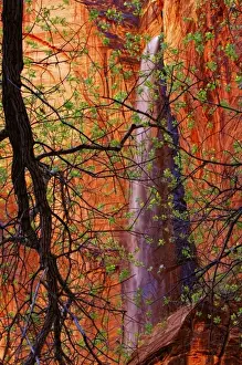 Red Rocks Prints: Ephemeral waterfall at Riverside walk trailhead during spring, Zion National Park, Utah