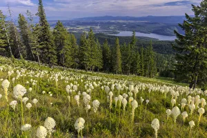 Whitefish Prints: Epic beargrass bloom on Big Mountain in Whitefish, Montana, USA