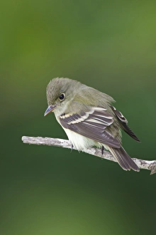 Epidonax species of flycatcher at South Padre Island, Texas during spring migration