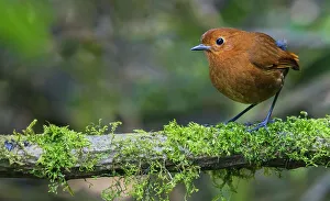 Cloud Forest Prints: Equatorial antpitta, cloud forest, Ecuador
