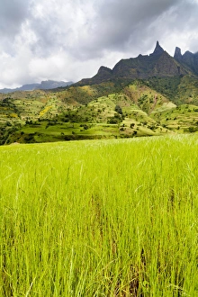 Amhara Prints: Eragrostis Tef near the Escarpment of the Semien Mountains, Ethiopia