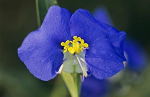Images Dated 12th February 2010: Erect Dayflower, Commelina erecta, blossom, Welder Wildlife Refuge, Sinton, Texas