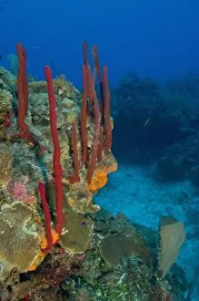 Images Dated 8th May 2004: Erect Rope Sponge (Amphimedon compressa) & Encrusting sponge (Diplastrella sp.) Hol