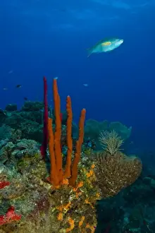 Images Dated 8th May 2004: Erect Rope Sponge (Amphimedon compressa) & Princess Parrotfish (Scarus taeniopterus)