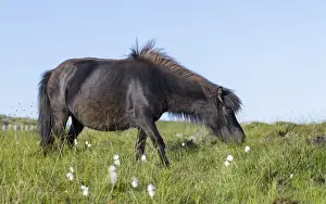 Images Dated 26th June 2014: Eriskay Pony. A rare breed of pony called after the isle of Eriskay in the outer hebrides