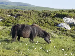 Cute Prints: Eriskay Pony. A rare breed of pony called after the isle of Eriskay in the outer hebrides
