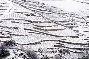 Bucolic Prints: The ermitage vineyard just below the chapel. The Hermitage vineyards on the hill