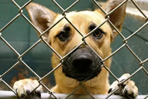 Espanola, New Mexico, United States. Rescue dog at animal shelter. PR - shelter
