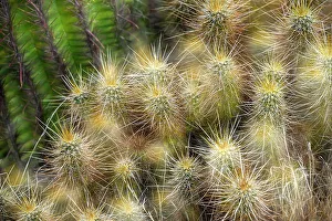 Pointed Prints: Espostoa Guentheri (Kupper) bulb. Woolly cactus close-up