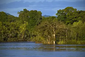 Essiquibo River Rain Forest Iwokrama Reserve GUYANA South America