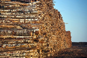 Baltic Prints: Estonia, Southwestern Estonia, Parnu, wood logs at commercial port