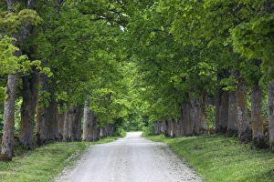 Estonia, Western Estonia Islands, Saaremaa Island, Kihelkona, country road