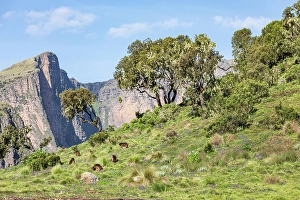 Prints of Ethiopia. Amhara. North Gondar. Group of Gelada baboons in the Ethiopian highlands Images Dated 2024 April: Ethiopia. Amhara. North Gondar. Group of Gelada baboons in the Ethiopian highlands