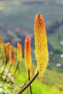 Prints of Ethiopia. Amhara. North Gondar. Red hot poker flowers in the Ethiopian highlands Images Dated 2024 April: Ethiopia. Amhara. North Gondar. Red hot poker flowers in the Ethiopian highlands