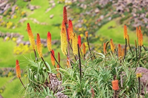 Prints of Ethiopia. Amhara. North Gondar. Red hot poker flowers in the Ethiopian highlands Images Dated 2024 April: Ethiopia. Amhara. North Gondar. Red hot poker flowers in the Ethiopian highlands