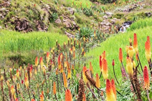 Prints of Ethiopia. Amhara. North Gondar. Red hot poker flowers and a stream in the Ethiopian highlands Images Dated 2024 April: Ethiopia. Amhara. North Gondar