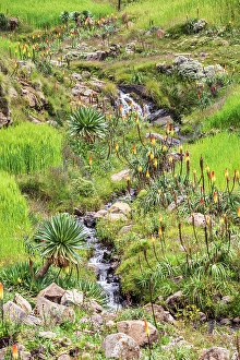 Prints of Ethiopia. Amhara. North Gondar. Red hot poker flowers and a stream in the Ethiopian highlands Images Dated 2024 April: Ethiopia. Amhara. North Gondar