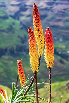 Prints of Ethiopia. Amhara. North Gondar. Red hot poker flowers in the Ethiopian highlands Images Dated 2024 April: Ethiopia. Amhara. North Gondar. Red hot poker flowers in the Ethiopian highlands