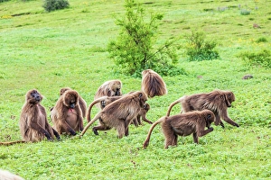 Ethiopia Prints: Ethiopia. North Gondar. Simien Mountains National Park. A troop of Gelada baboons