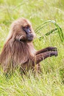 Ethiopia Prints: Ethiopia. North Gondar. Simien Mountains National Park. Gelada Baboon feeding on grass
