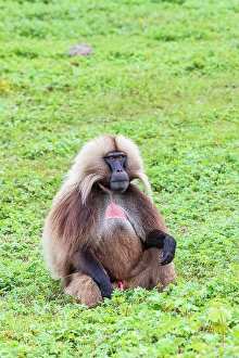 Ethiopia Prints: Ethiopia. North Gondar. Simien Mountains National Park. Lone male Gelada baboon