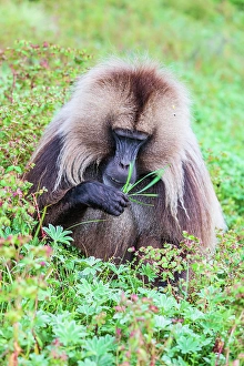 Ethiopia Prints: Ethiopia. North Gondar. Simien Mountains National Park. Lone male Gelada baboon