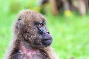 Ethiopia. North Gondar. Simien Mountains National Park. A lone Gelada baboon