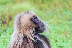 Ethiopia Prints: Ethiopia. North Gondar. Simien Mountains National Park. Lone male Gelada baboon