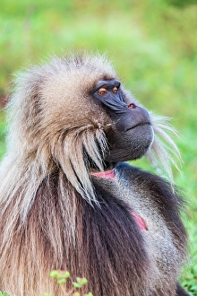 Ethiopia Prints: Ethiopia. North Gondar. Simien Mountains National Park. Lone male Gelada baboon