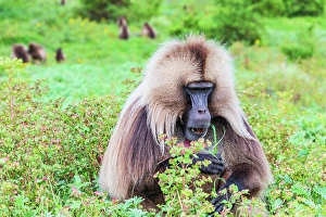 Ethiopia Prints: Ethiopia. North Gondar. Simien Mountains National Park. Lone male Gelada baboon