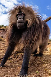 Ethiopia Prints: Ethiopia, Simian Mountains. Wild male Gelada baboon close-up