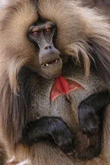 Ethiopia Prints: Ethiopia, Simian Mountains. Wild male Gelada baboon close-up