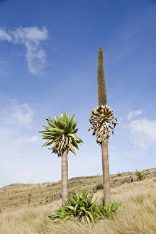 Volcanic Prints: Ethiopian Giant Lobelia (Lobelia rhynchopetalum)