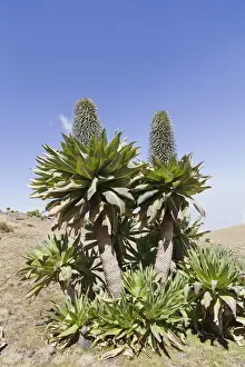 Ethiopian Giant Lobelia (Lobelia rhynchopetalum) in full bloom at about 4000m. Giant Lobelias