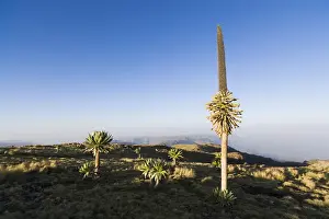 Images Dated 3rd October 2010: Ethiopian Giant Lobelia (Lobelia rhynchopetalum) at sunrise at the peak of Mt