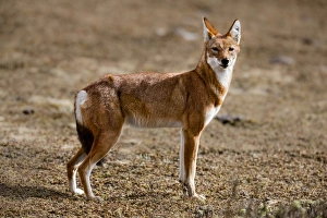 Images Dated 23rd January 2010: Ethiopian Wolf (Canis simensis), Bale Mountains National Park, Ethiopia