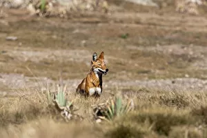 Habitat Loss Gallery: Ethiopian Wolf (Canis simensis), Bale Mountains National Park, Ethiopia