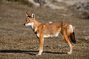 Ethiopian Wolf (Canis simensis), Bale Mountains National Park, Ethiopia