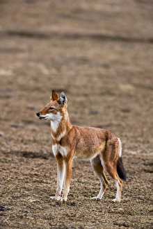Ethiopian Wolf (Canis simensis), Bale Mountains National Park, Ethiopia