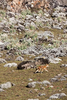 Ethiopian Wolf (Canis simensis), Bale Mountains National Park, Ethiopia